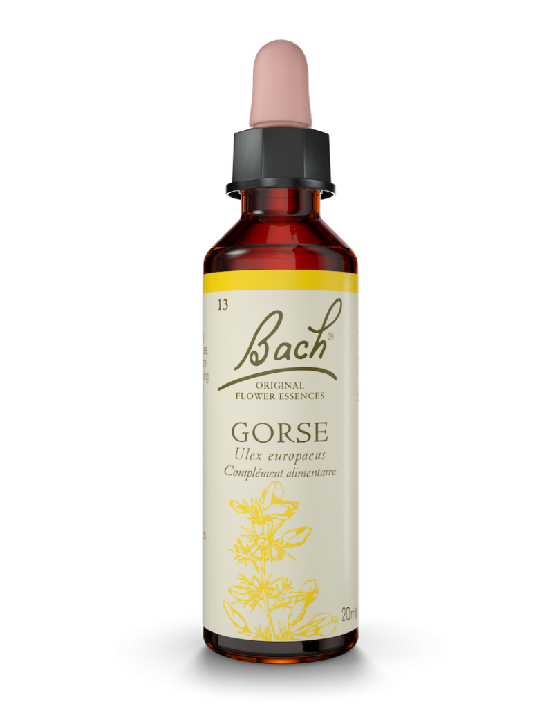Fleur de Bach n°13 - Gorse