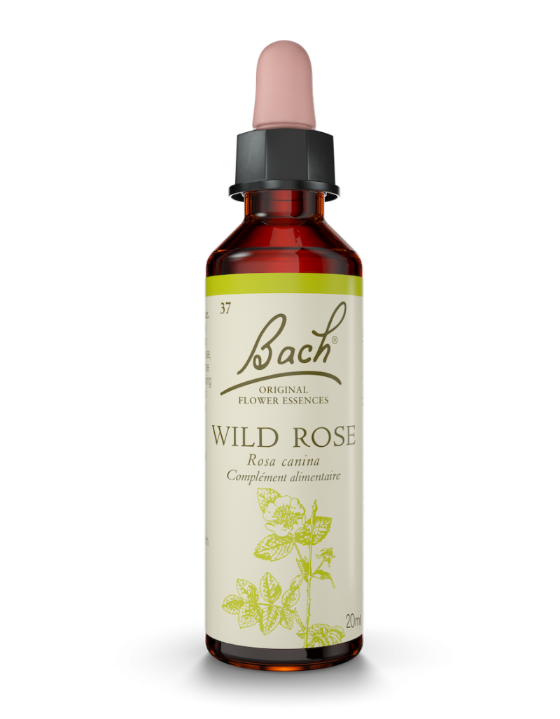 Fleur de Bach n°37 - Wild Rose