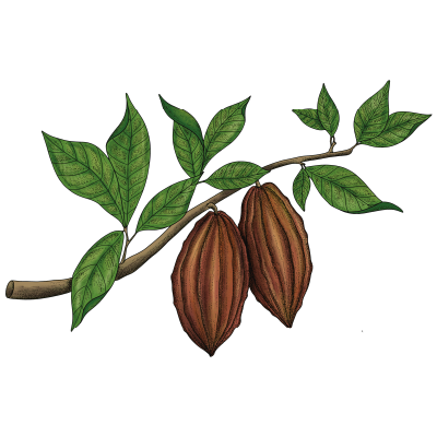 Illustration schématique Cacao