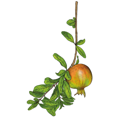 Illustration schématique Grenade