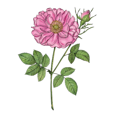 Illustration schématique Rose de Damas