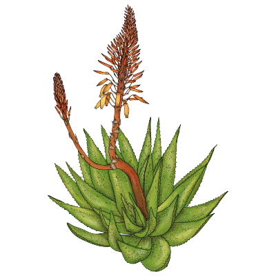 Illustration schématique Aloe vera