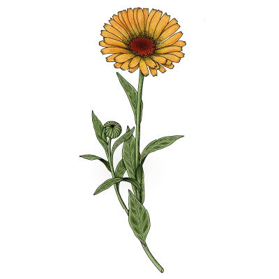 Illustration schématique Calendula