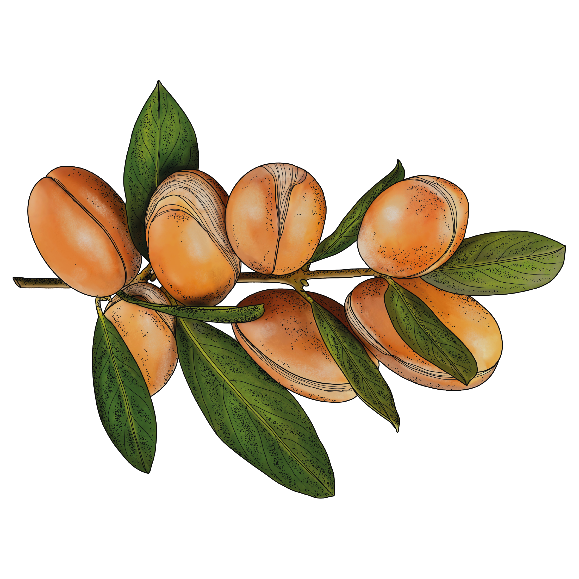 Illustration schématique Argan